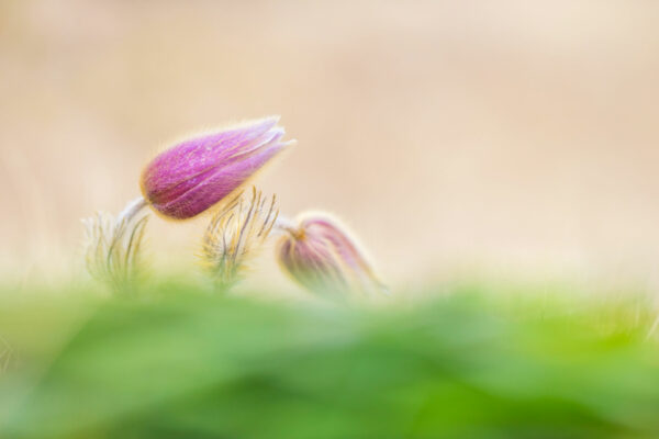 dietmar-fiegl-fotowelten-12