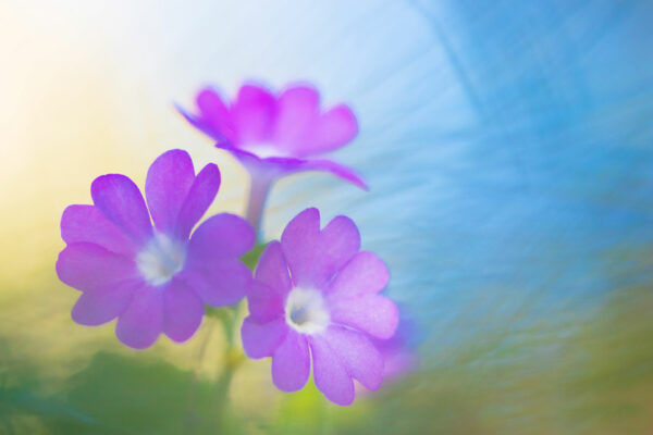 dietmar-fiegl-fotowelten-15